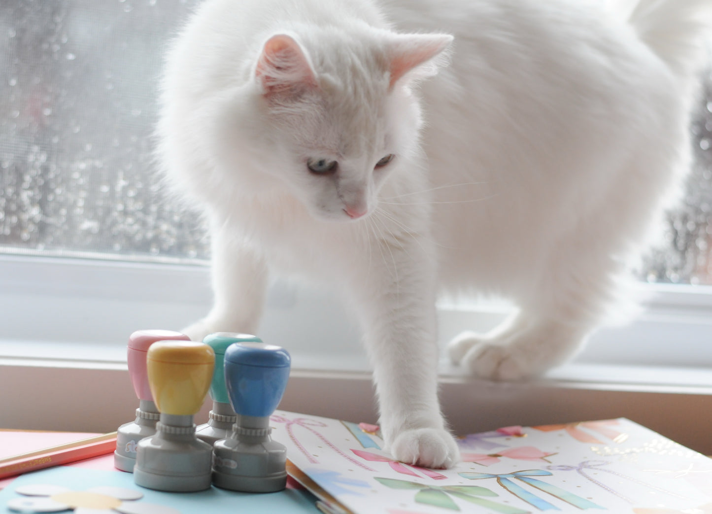 Les miaou-tivations!